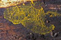 Myxomycète (Blob) en cours de prolifération (Physarum polycephalum)